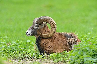 松下解散LCD子公司 转战电动汽车电池市场